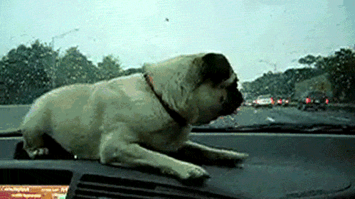 我很丑,但我绝对是丑的最可爱的那一个.——巴哥犬!