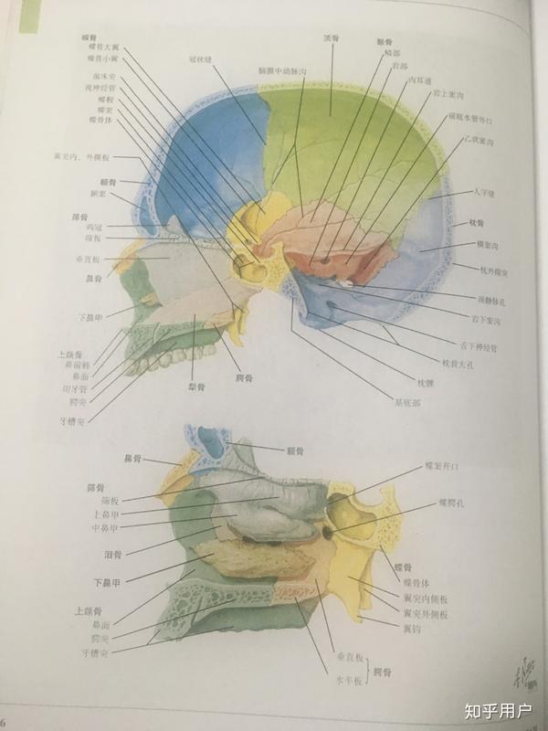 刚开始学系解学到颅骨那里感觉有点搞不清蝶骨和筛