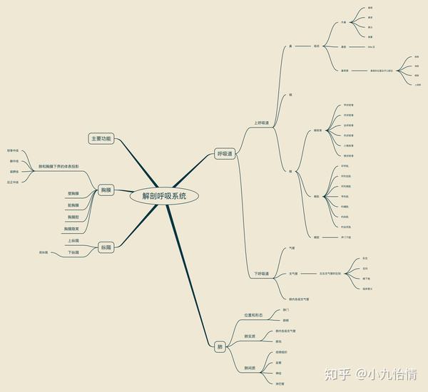 系统解剖学思维导图6内脏学-呼吸系统