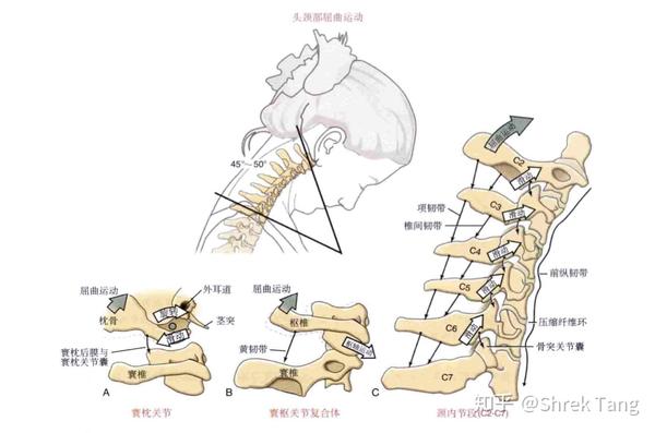俗称点头,往前屈曲,枕骨髁相对寰椎往前滚动往后滑动,滑动动作被寰枕