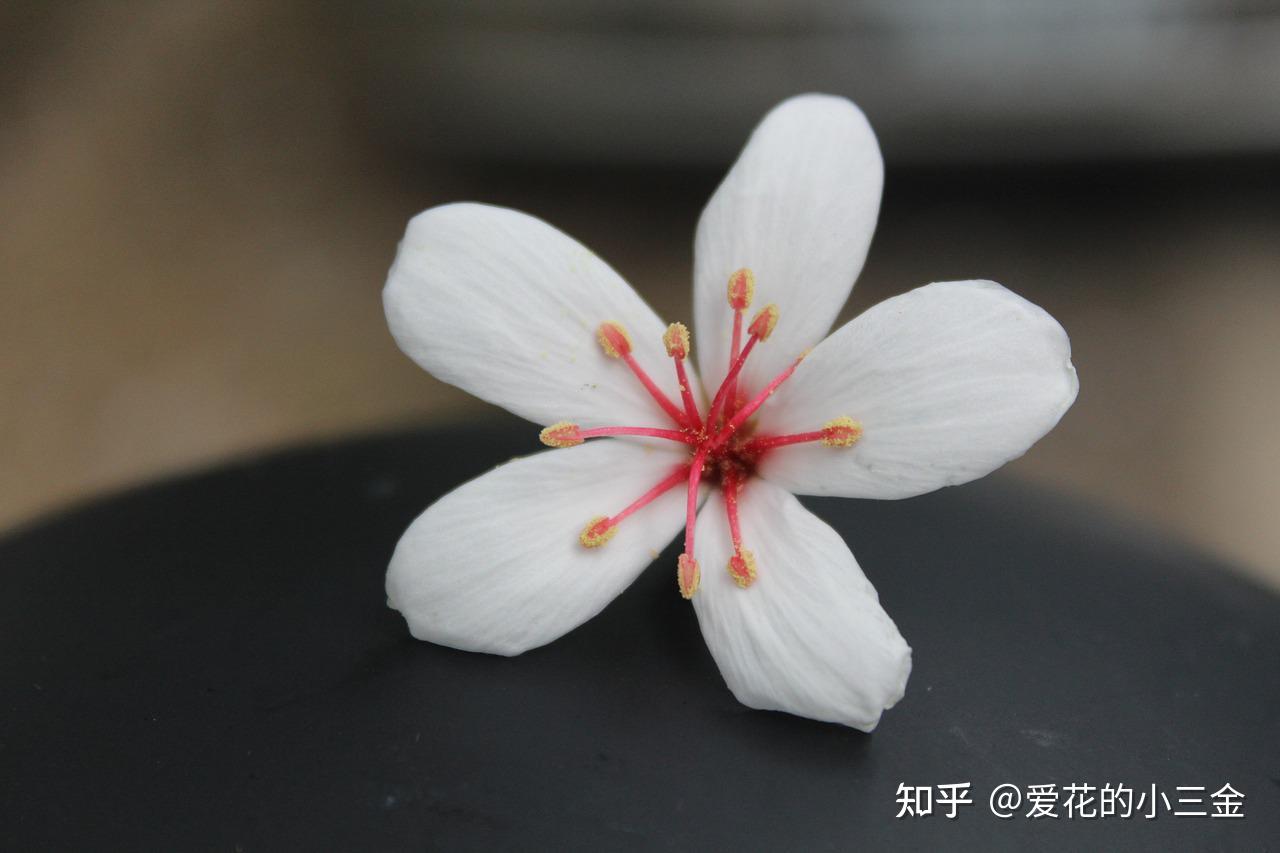 知乎