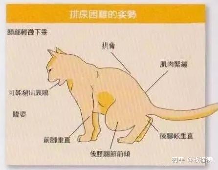 科学养猫别等猫咪痛苦离世你才知道尿路结石尿血尿闭的可怕