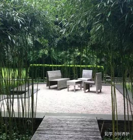庭院怎样种竹子?庭院养竹风水说
