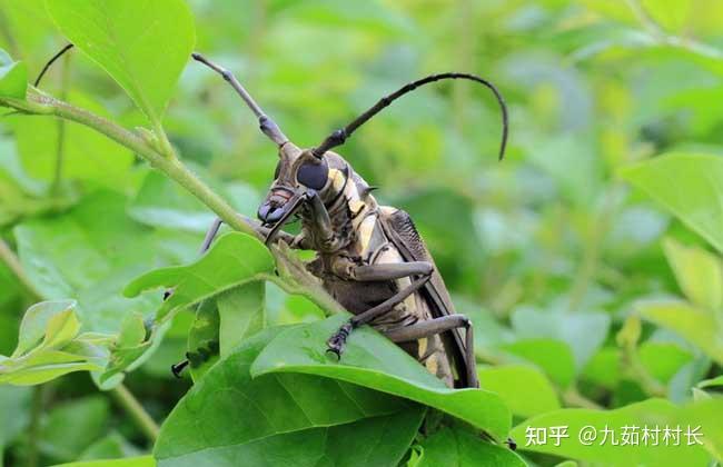 你居住的城市还能看见螳螂蜻蜓天牛吗