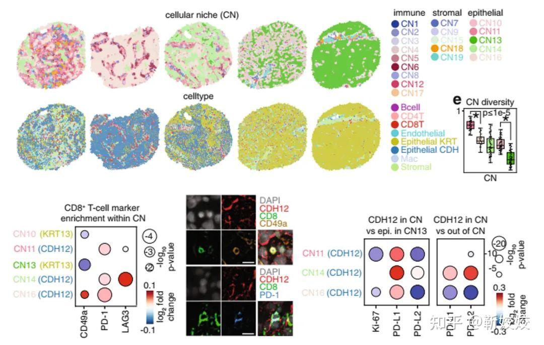 经典案例合集 空间多组学实现单细胞多维度分析 知乎