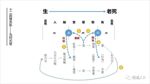 从十二因缘说起(三):为何无常