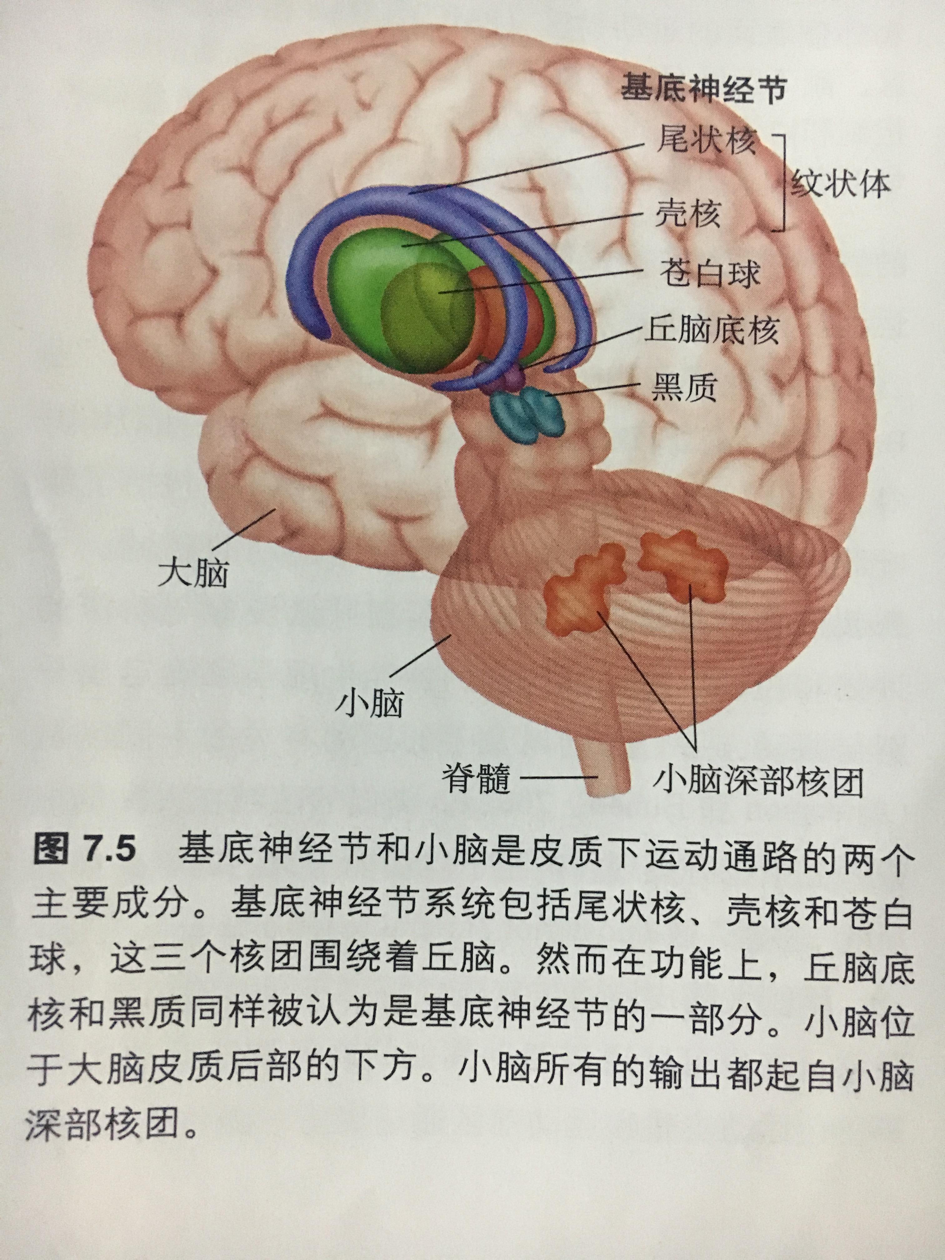 基底神经节如下图,底神经节包括尾状核,壳核,苍白球,有些划分还包括黑