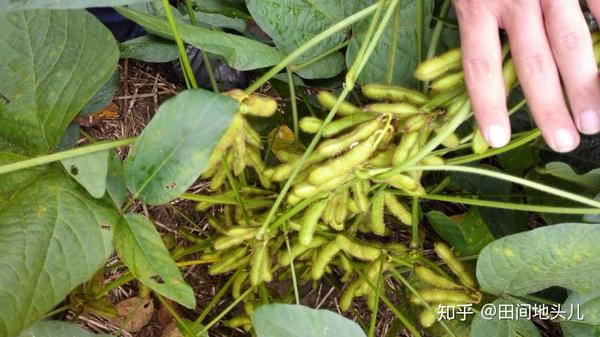 高产大豆的种植技术!大豆增产秘诀!