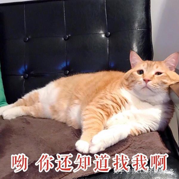 你有哪些关于猫狗的表情包?