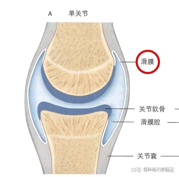 大家还记得么?) 对于关节囊滑膜层,一个比较难理解的点