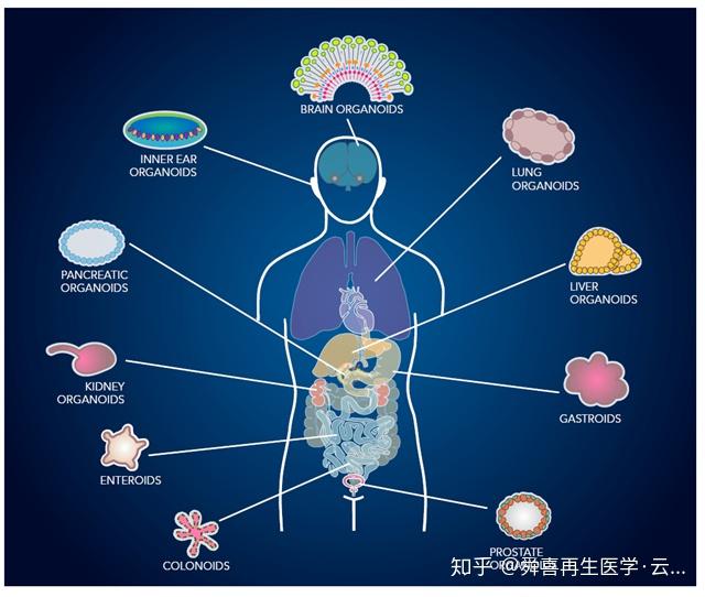 一文读懂类器官在未来干细胞研究中的作用