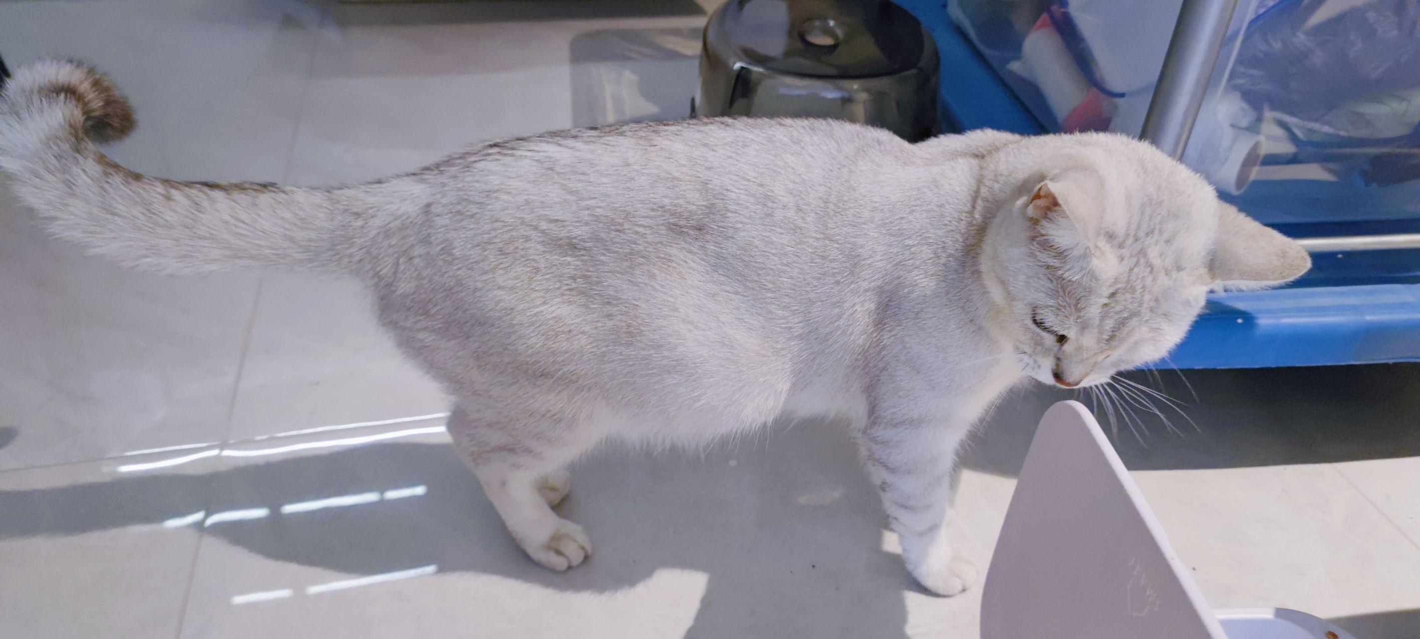猫麻麻怀孕的过程