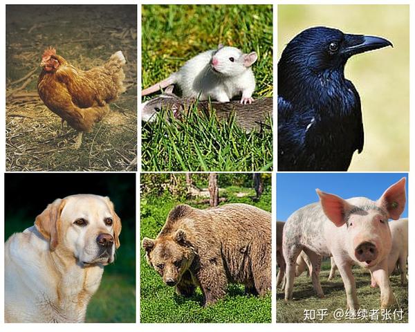 1,动物按食性分为:肉食动物,植食动物,杂食动物.
