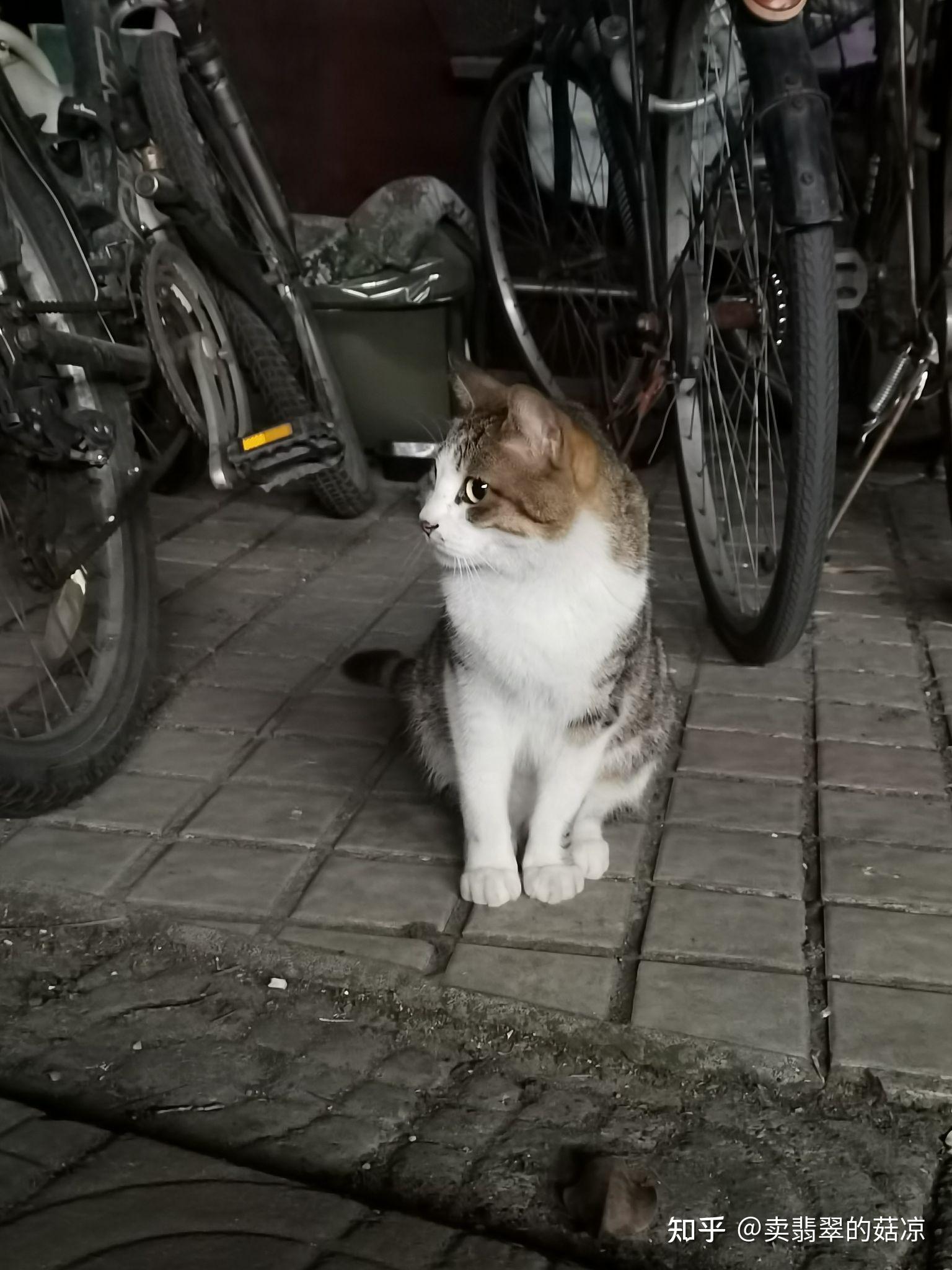 又遇深夜喂流浪猫的阿婆