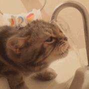 或者 喂食湿粮包还有罐头和猫汤这种