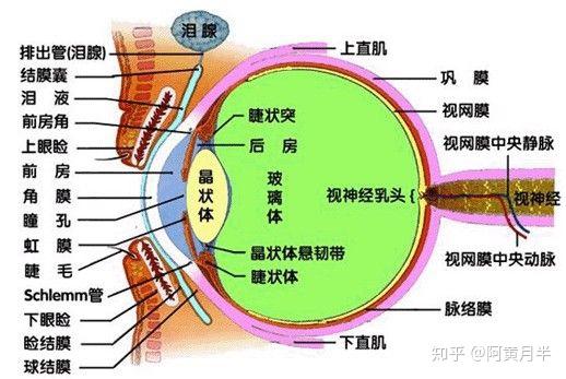 因为肿眼泡和眼袋,都和眼睑有关,我们就先来了解一下眼睑组织的结构