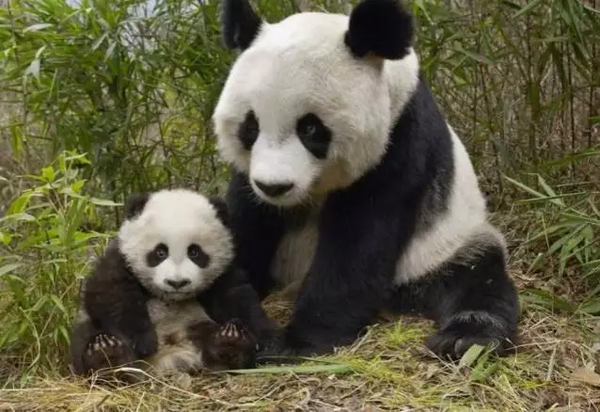 我是大熊猫 但不是大的小熊猫  其实除了小熊猫和大熊猫还有一个"熊"