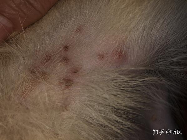 好心人看下狗狗这是什么类型的皮肤病需要用什么药四月龄柯基