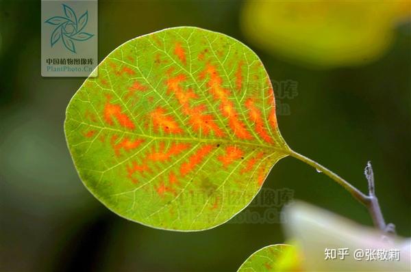 初秋尚未完全变红的黄栌叶,另有一种韵味 (张敬莉 摄)