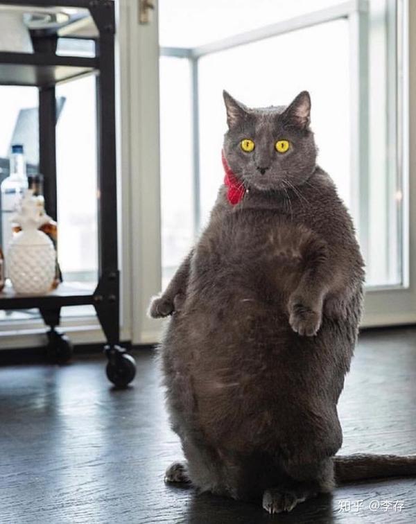 瘦猫上厕所的时候会直接掉到马桶里: 视频:https://www.zhihu.