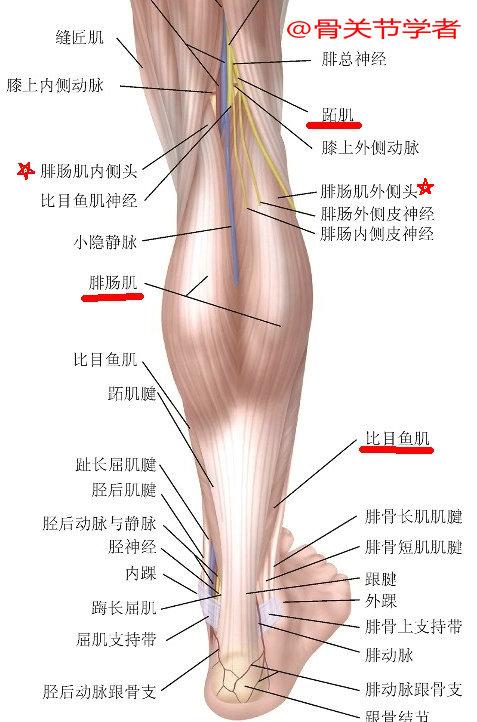 小腿后方解剖图