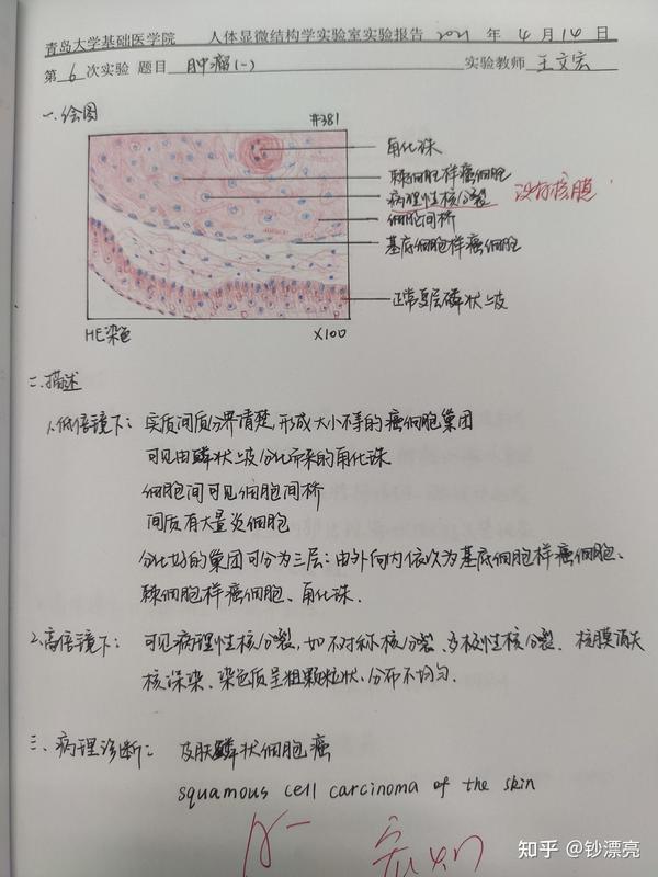 病理学实验报告