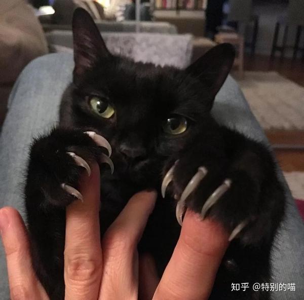 猫喜欢在家具上或者猫爪板上磨抓,是把自己的爪子磨得锋利好抓捕猎物