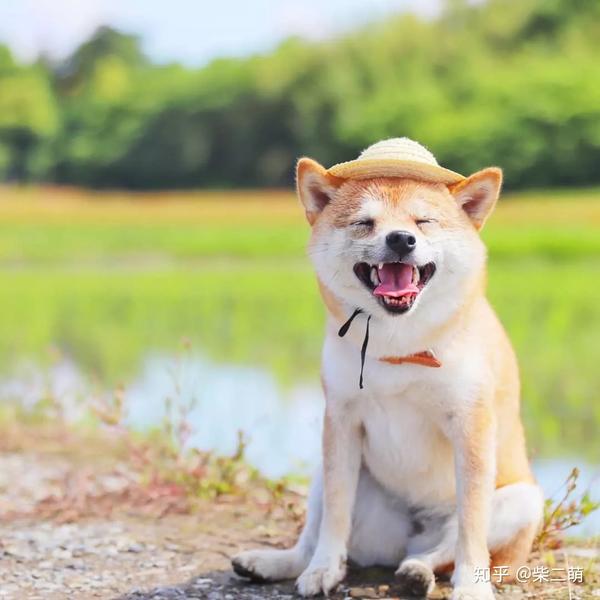 最戏精的狗狗之一:柴犬,让人迷恋的绝不止微笑和表情包