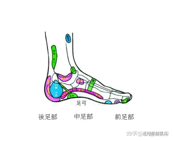 足弓: 发育健全的足,在骨头,肌肉,韧带的支持下会在足中部出现一到