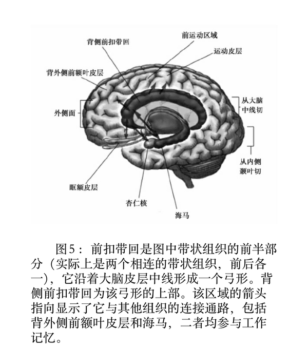 控制情绪和控制冲动一样,会让背侧前扣带回非常疲劳,因为这会耗尽它的