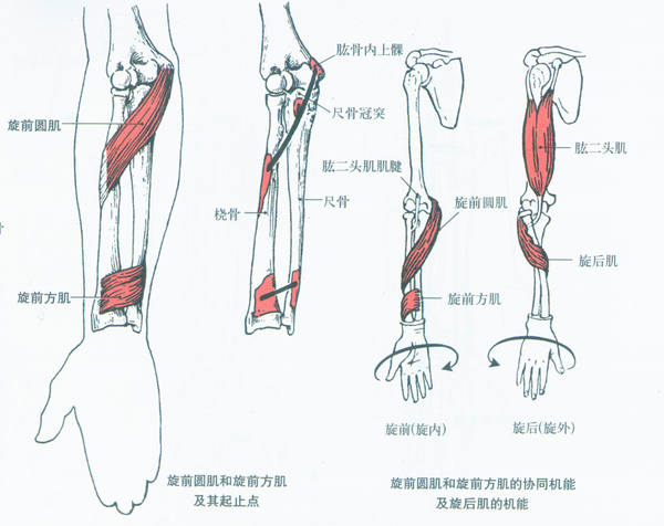 第007期:认识你的肌肉之上肢肌:前臂肌