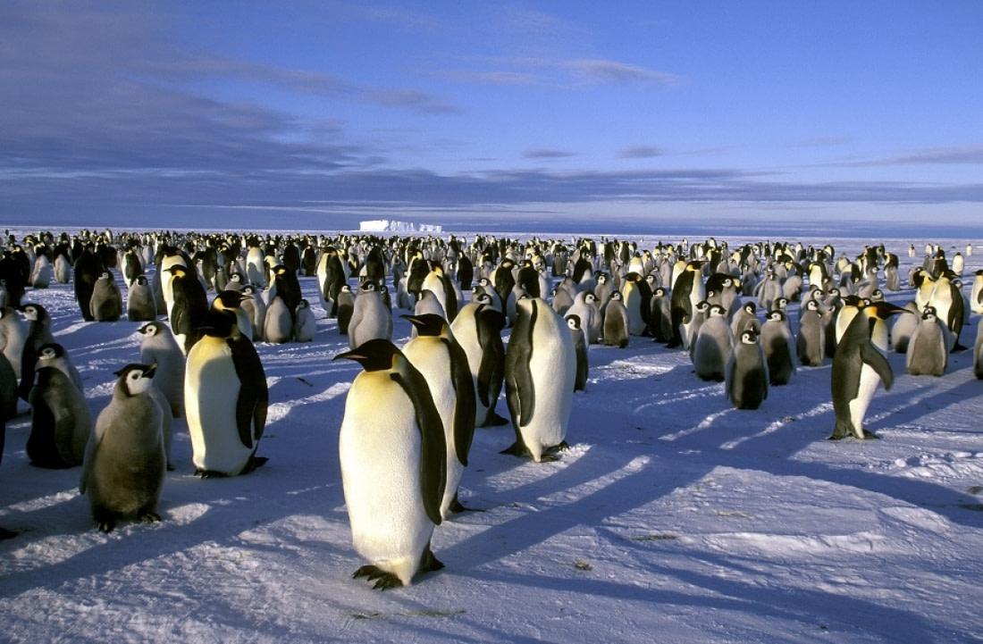 南极出现一只怪异黄色企鹅帝企鹅的爱情观家庭观和人类好像啊