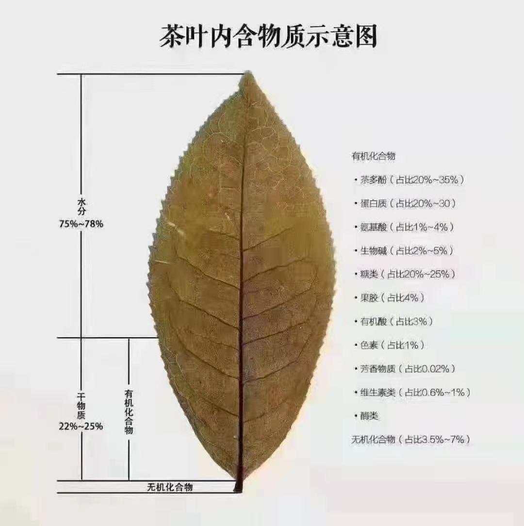 台湾乌龙茶-茶叶内含的风味物质(一)