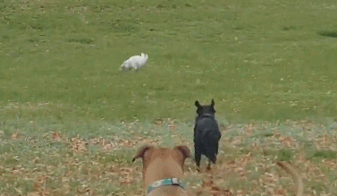 图片来源:jurry宠物 ps:文章较长,可以点赞收藏后慢慢咀嚼～ 这个是