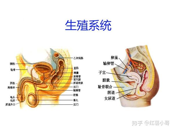 内生殖器由生殖腺,生殖管道和附属腺组成,外生殖器以两性交接的器官为