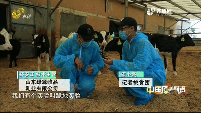 可爱小牛,在线卖萌!来看唯品奶牛宝宝们的