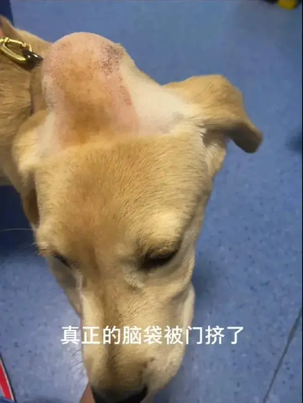 金毛犬脑壳被门夹了宠物医生边心疼边笑这是寿星公吧