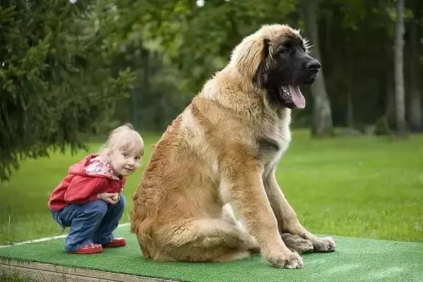 每日一宠兰波格犬