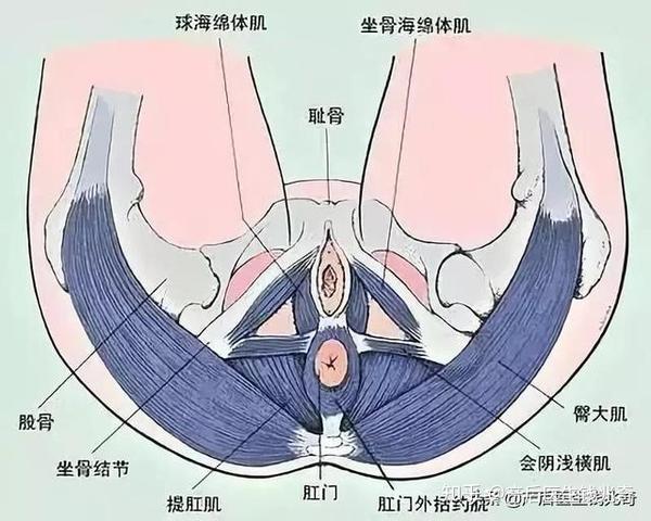 最全的盆底肌介绍,看这里就可以!