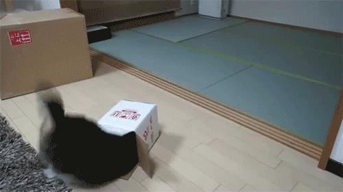 图自:cat-gifs