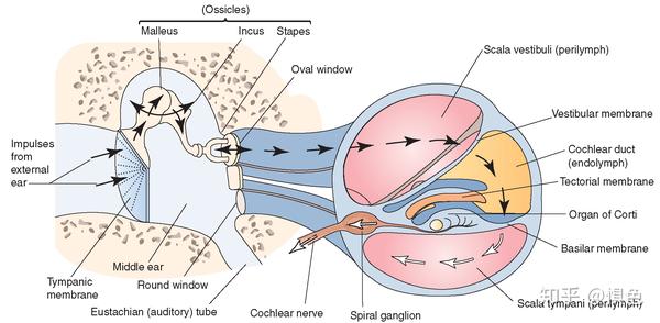 中耳(middle ear)的解剖之鼓室(tympanic cavity)