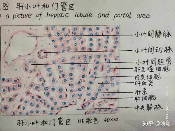 医学生组胚实验手绘图红蓝铅笔(已出成绩,满分~)
