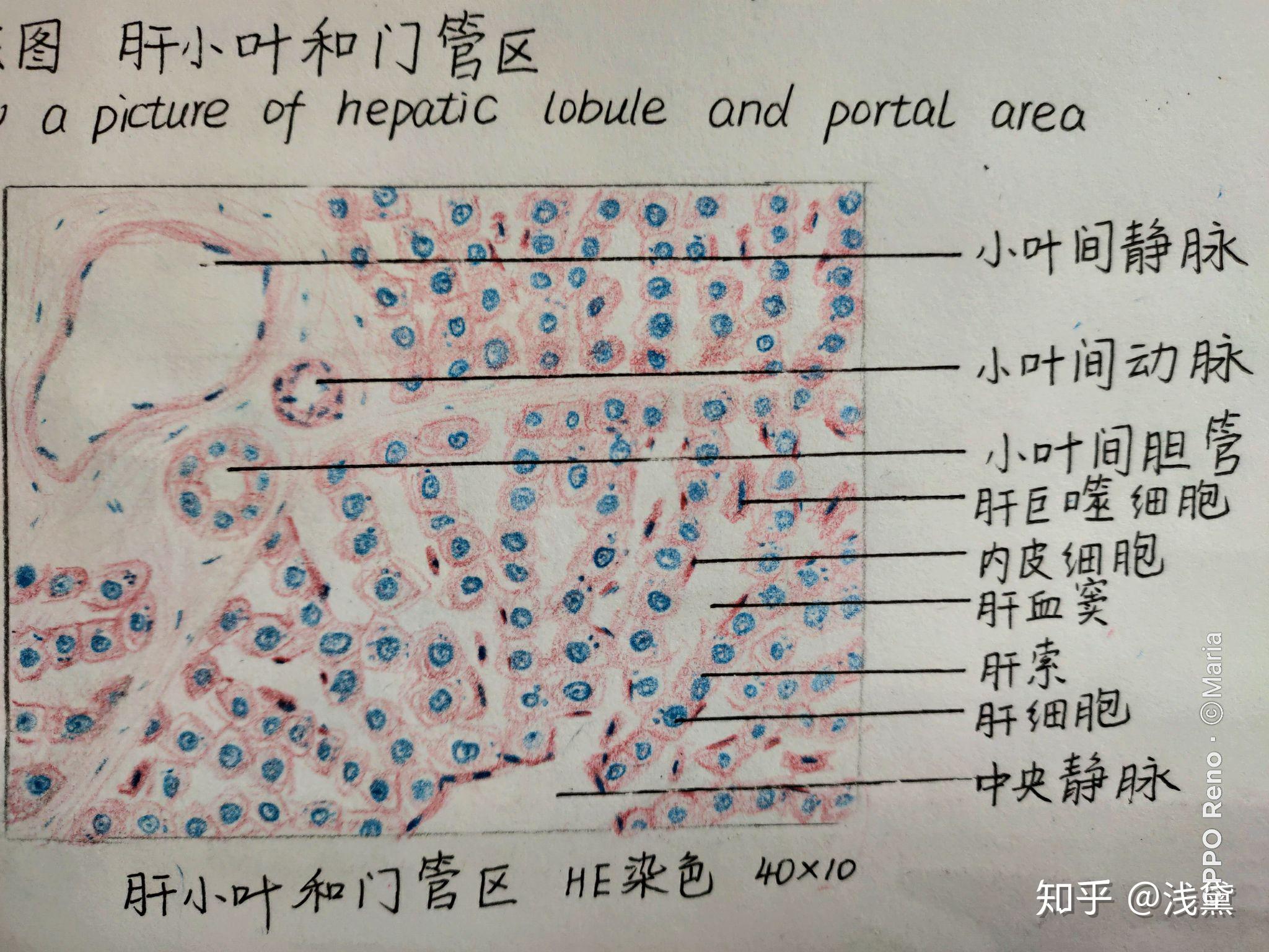 医学生组胚实验手绘图红蓝铅笔已出成绩满分