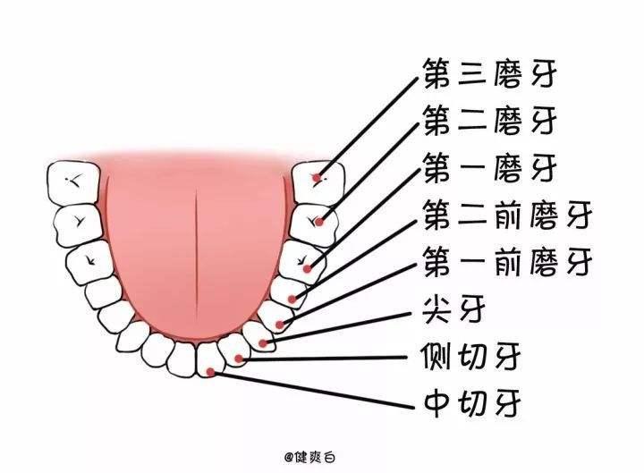 庄龙飞博士不同位置的牙齿最佳种植手术时间也是不同的