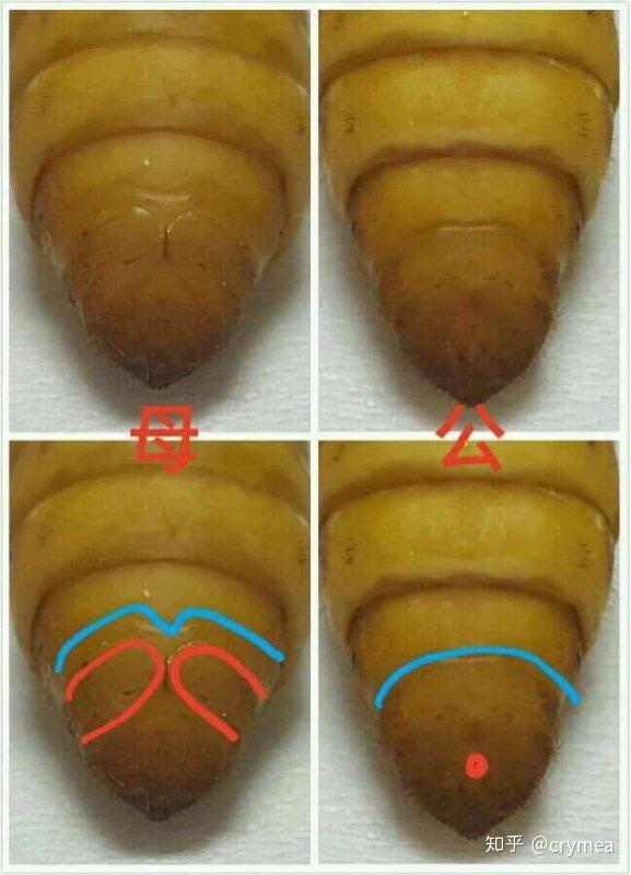 蚕的诱变育种区分雌雄具体是怎么做到的?