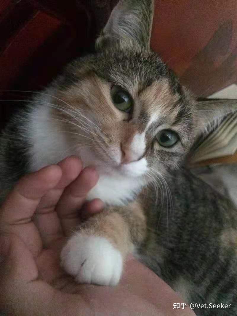 带小土猫去宠物医院很丢人吗?