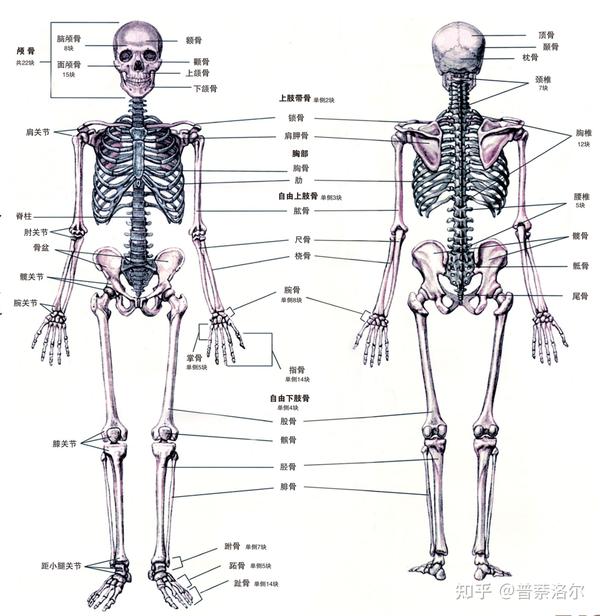 腱 ligament   韧带 articulate   用关节连接起来的 sesamoid