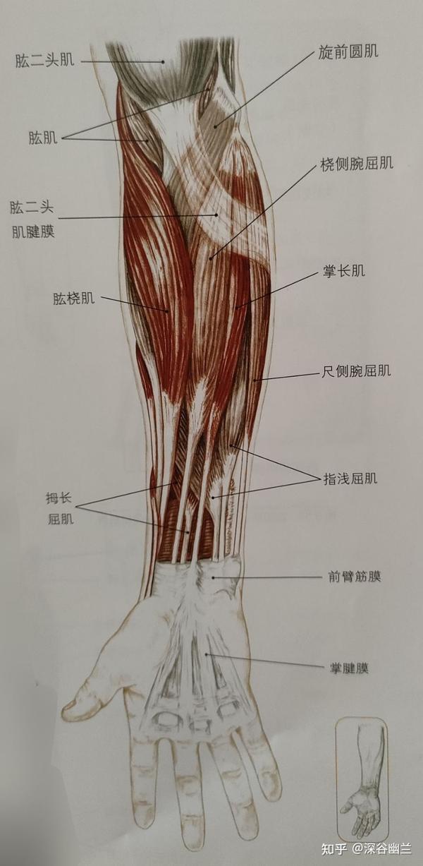 协助肌有:桡侧腕屈肌,尺侧腕屈肌,掌长肌,旋前圆肌,桡侧腕长伸肌