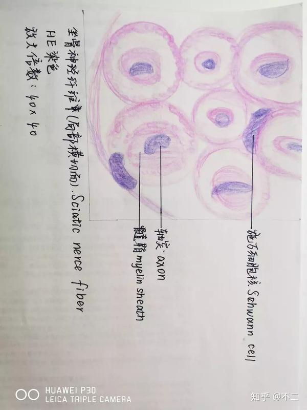 组胚实验手绘图