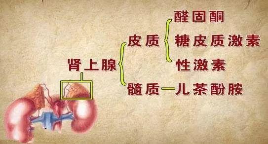 肾上腺长在肾脏的上方,它是和肾脏一体的哦,不是独立器官哈